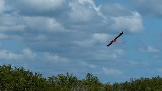 flamant rose en vol [upl. by Owens]