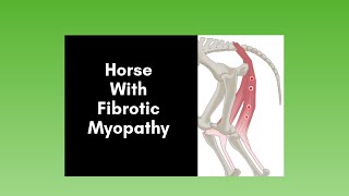 Horse With Fibrotic Myopathy Visual 2020 [upl. by Goines643]