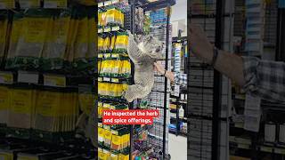 Koala’s surprise visit to an Australian grocery store [upl. by Prospero]