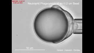 Phagocytosis of beads of different sizes by human neutrophils [upl. by Riobard]