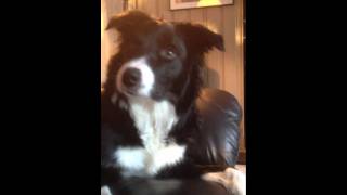 7Month Old Border Collie SingingTalking [upl. by Clea]