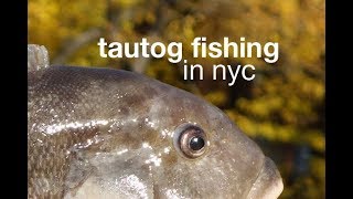 Tautog Fishing in New York City [upl. by Irme]