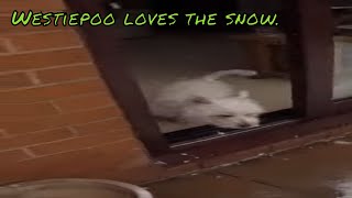 westiepoo playing in the snow [upl. by Ilaire109]