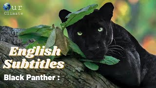 The Real Black Panther Documentary 2021 English Subtitles  Our Climate [upl. by Fayre]