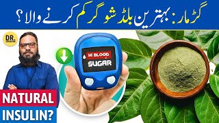 Gurmar Booti Ke Fayde For Diabetes  Gymnema sylvestre Benefits  Dr Ibrahim [upl. by Ahsilaf858]