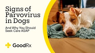 6 Signs of Parvovirus in Dogs — and Why You Should Seek Care Quickly  GoodRx [upl. by Nirre]