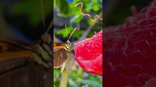 A Beautiful Butterfly singing a songCalifornia Academy of Sciences San Franscisco Pls subscribe [upl. by Montagna]