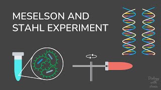 The Meselson and Stahl Experiment Understanding DNA Replication [upl. by Pleasant]