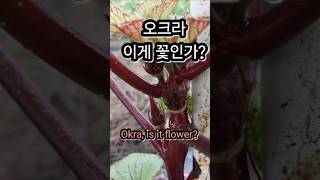 오크라 이게 꽃인가 Okra is this a flower 오크라 Okra 꽃 [upl. by Sharona]