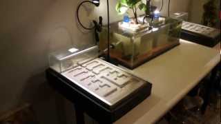 AquariumFormicarium Overview HD 1080p [upl. by Naillij]