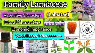 Family Lamiaceae Labiatae Plant taxonomy Plant families [upl. by Frame]