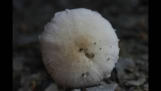 Psathyrella candolleana [upl. by Trebled]