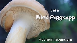 Lær piggsopp hydnum repandum [upl. by Tertia]