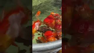 Feeding Pellets to all the Goldfish [upl. by Barnum]