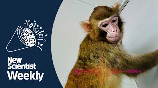 Cloned rhesus monkey lives to adulthood for first time  New Scientist Weekly podcast 233 [upl. by Feucht389]