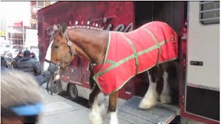 Budweiser Clydesdale horse leaving trailer at Good Morning America near Times Square [upl. by Jews933]