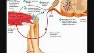 The Tendon Reflex [upl. by Aubrie959]