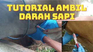 Taking Bovines Blood  Mengambil Darah Sapi Oleh Karantina Pertanian [upl. by Loreen]