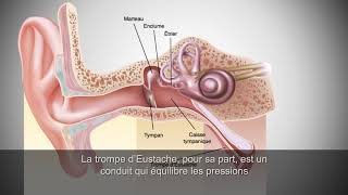 L’anatomie de l’oreille humaine [upl. by Tasha]