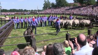 Dülmen Wildpferdefang 2014 Einlauf  Fang der ersten Fohlen [upl. by Peednas]