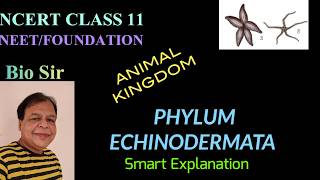 Phylum Echinodermata  Animal Kingdom  Class 11  Biology  NEET  Chapter 4 [upl. by Huberto]