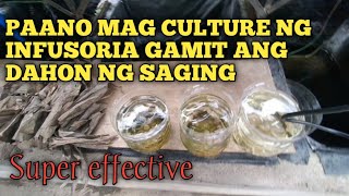 HOW TO CULTURE INFUSORIA USING banana dry leaves [upl. by Cheffetz]