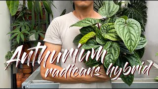 Anthurium Radicans X Luxurians Hybrid Care Tips and Propagation  WITH UPDATES [upl. by Rue]