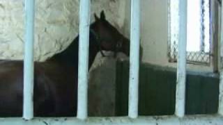 Horse Behavior Weaving in Stall [upl. by Ainuj]