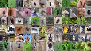 琵琶湖源流域の生き物 Creatures in the Lake Biwa water source area [upl. by Lashar]