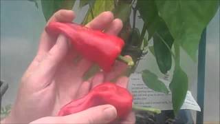 Grow Your Own Chillies  Padron Chilli Harvest [upl. by Holbrooke]