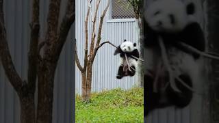 Pandas love falling panda cute stubborn animals [upl. by Anaitsirc]