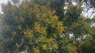 Acacia retinodes Flora Plant Flower Nature Video Youtube YoutubeVideo YTStudio YTVideo [upl. by Goren]