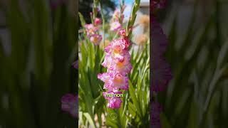 I GLADIOLI in fiore nella nuova campagna fiore flowers flowers [upl. by Wetzell513]