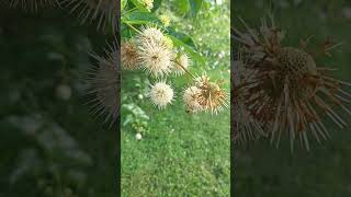 Bees amp Butterflies on Buttonbush backyardbees garden pollinate [upl. by Terra]