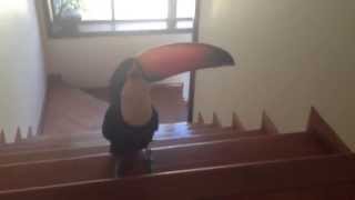 Toucan Hops up Stairs [upl. by Bell]