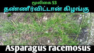 தண்ணீர்விட்டான் கிழங்குசதாவேரிAsparagus racemosusஅலசல்Alasal [upl. by Ethelind]