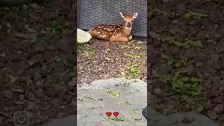 Wow Baby deer come with whole family 🥰🥹 [upl. by Rains190]