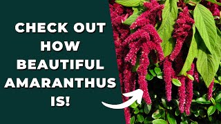 Check Out How Beautiful Amaranthus Is  How To Use This Exotic Flower In Your Planters [upl. by Kina]