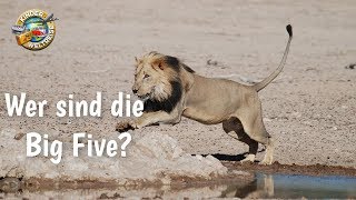 Tiere in Afrika für Kinder erklärt Wer sind die quotBig Fivequot Lerne die Tierwelt Afrikas kennen [upl. by Eillam327]