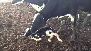 Cow with Newborn Baby Calf [upl. by Inaej]