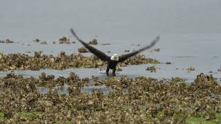 Eagle diving to catch a midshipman fish from Hood Canal 26 May 2024 [upl. by Babbette922]