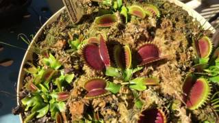 JAWS Venus Flytraps Sleeping [upl. by Eisen]