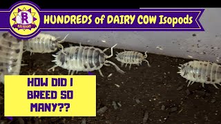 How to CARE for and breed DAIRY COW Isopods [upl. by Chaiken]