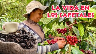 La VIDA en una FINCA productora de CAFÉ ☕️ Josué y Elie [upl. by Rann]