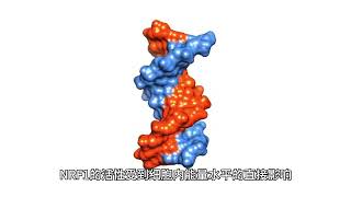 nrf1和ppara具体有哪些不同，有哪些相同？ [upl. by Kerril]