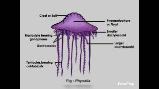 physalia diagram and commentsnewshortsbiology zoologybsczoologyyoutubeshorts [upl. by Ahsillek]