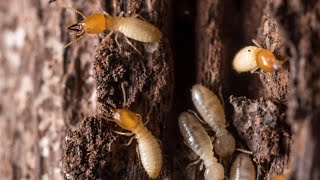 Post Construction Termite Treatment JM Pest Control Services [upl. by Jedlicka]