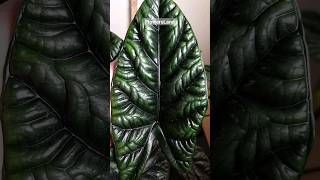 Алоказия синуата  Alocasia sinuata  FlowersLand [upl. by Yecies86]