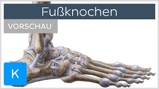 Fußknochen  Aufbau und Funktion Vorschau  Kenhub [upl. by Wallas]