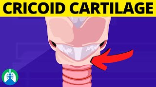 Cricoid Cartilage Medical Definition  Quick Explainer Video [upl. by Enitsirt]